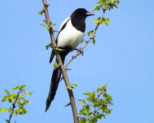 Сороки не крадуть прикраси - фото з відкритих джерел