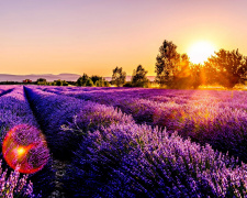 Секрети красивої лаванди в саду - фото з відкритих джерел