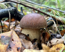 Пізні гриби: які види ростуть у листопаді - фото з відкритих джерел