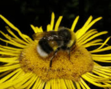 Укус комахи: як діяти правильно - фото з відкритих джерел