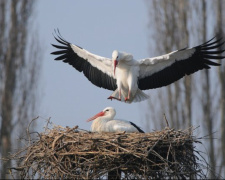 П’ятеро лелеченят і тисячі глядачів - фото з відкритих джерел