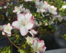 Фото Криворізького ботанічного саду