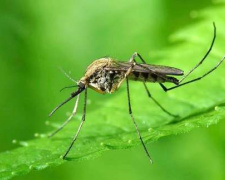 Комарі, фото з відкритих джерел 