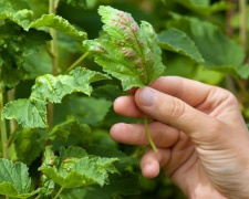 Як боротися із попелицею на смородині: корисні поради садовникам