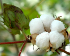 Від насінини до сорочки: що символізує День бавовни - фото з відкритих джерел