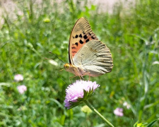 Фото Тоні Головатюк