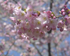 Фото Криворізького ботанічного саду