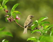 Чому садівники вішають CD-диски на дерева: корисний трюк для весни - фото з відкритих джерел