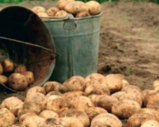 Картошка, помидоры, огурцы: какой урожай удалось собрать на Днепропетровщине