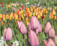 Фото криворізького ботсаду