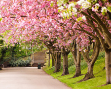 Холодний фінал квітня - фото ілюстративне з відкритих джерел  