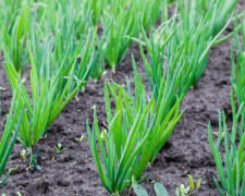 П’ять морозостійких сортів озимої цибулі, які не підведуть - фото з відкритих джерел