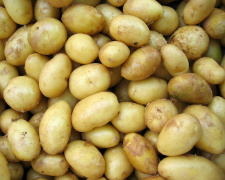 Молода картопля: чим корисна і як правильно готувати літній делікатес - фото з відкритих джерел