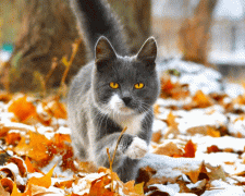 Святкові дні листопада 2025 року: повний календар - фото з відкритих джерел