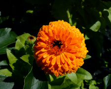 Секретна зброя городника - фото з відкритих джерел