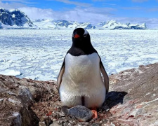 Перше пташеня сезону біля української антарктичної станції - фото з відкритих джерел