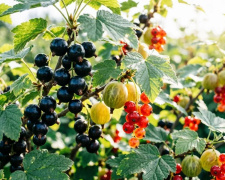 Підживлення смородини та аґрусу в липні: чим удобрити кущі для щедрого врожаю - фото з відкритих джерел