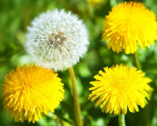 П'ять простих способів позбутися кульбаб на подвір’ї без хімії - фото з відкритих джерел