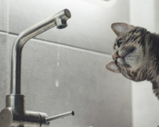 Фото з відкритих джерел