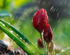 Дощі в травні - фото ілюстративне з відкритих джерел  