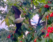 Як врятувати вишні та черешні від птахів - фото з відкритих джерел