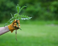 Простий трюк для подвір’я: як позбутися бур’янів між плиткою - фото з відкритих джерел