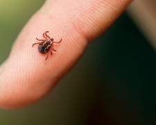 укус кліща, фото ілюстративне