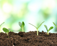 Швидкість проростання насіння: які овочі сходять найшвидше - фото з відкритих джерел