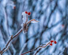 Осіння підготовка саду: що потрібно зробити зараз - фото з відкритих джерел