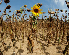 Фото ілюстративне з відкритих джерел 