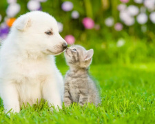 Як подружити кота і собаку - фото з відкритих джерел