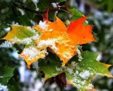 Народні спостереження: передбачаємо зиму без прогнозів - фото з відкритих джерел