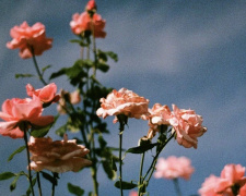 Коли і як пересаджувати троянди, щоб не втратити цвітіння - фото з відкритих джерел