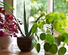 Як кімнатні рослини допомагають очистити повітря і прибрати плісняву - фото з відкритих джерел