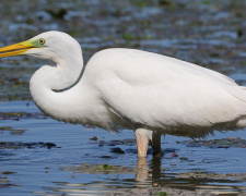 Чапля біла, Фото Юрія Мухіна