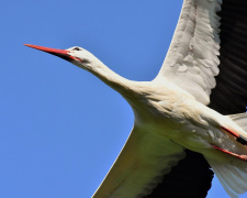 Одарка і Грицик: таємниця великої подорожі лелек - фото з відкритих джерел