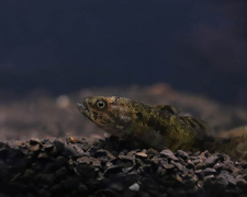 фото Віктора Севідова