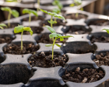 Березень і Місяць: як обрати ідеальний день для посадки - фото з відкритих джерел