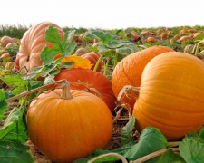 Що і коли робити на городі у серпні 2025 - фото з відкритих джерел