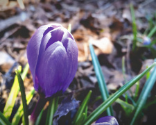 Тиха зміна сезону: прогноз, який вас здивує - фото з відкритих джерел