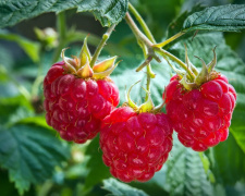 Чим удобрити малину, щоб вона рясно плодоносила - фото з відкритих джерел