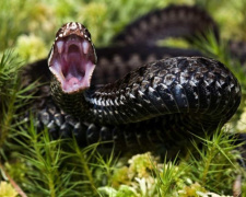 Небезпечні створіння літа - фото з відкритих джерел