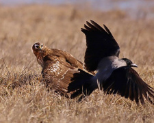 фото Віктора Севідова 