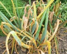 Чим полити цибулю, щоб не жовтіла: народні та дієві засоби - фото з відкритих джерел