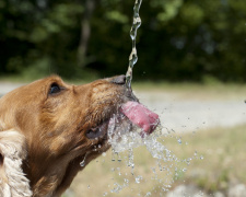 Тварини під час спеки, фото з відкритих джерел 