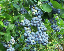 Коли лохина може зашкодити здоров’ю - фото з відкритих джерел