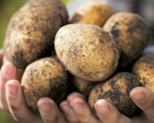 Не садіть без цього: як правильно проростити картоплю - фото з відкритих джерел