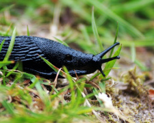 Чому слимаки бояться настурції і як це використати - фото з відкритих джерел