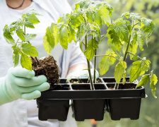Що робити, якщо розсада слабне: поради для городників - фото з відкритих джерел
