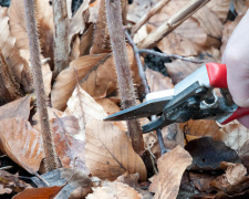 Обрізка малини восени: поради досвідчених садівників - фото з відкритих джерел